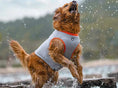Carica l'immagine nel visualizzatore della galleria, Chien doré portant une veste rafraîchissante pour chien grise avec bordures orange jouant dans l'eau