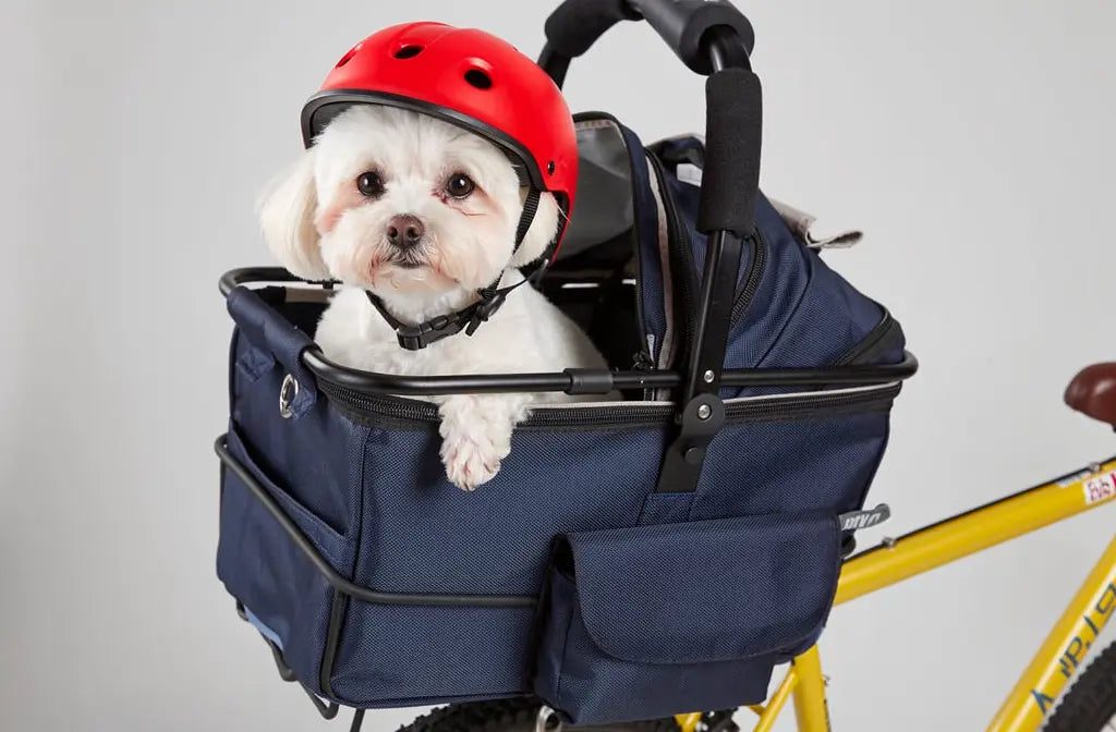 Panier transport chien vélo : guide pour choisir votre panier vélo pour chien