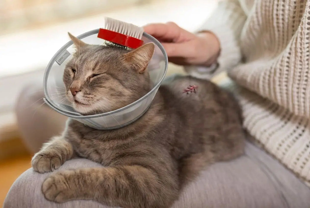 Collier chat anti-léchage : bien choisir sa collerette pour chat