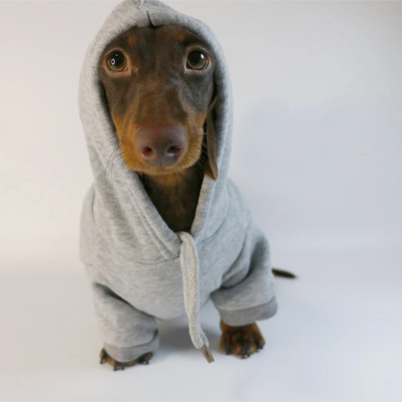Vêtement pour chiot : doudoune, manteau et pull pour chien