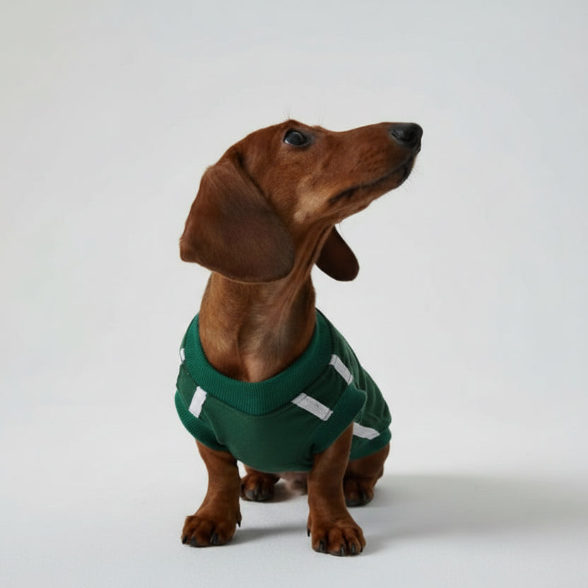 Les meilleurs concept stores pour chiens à Paris en 2026