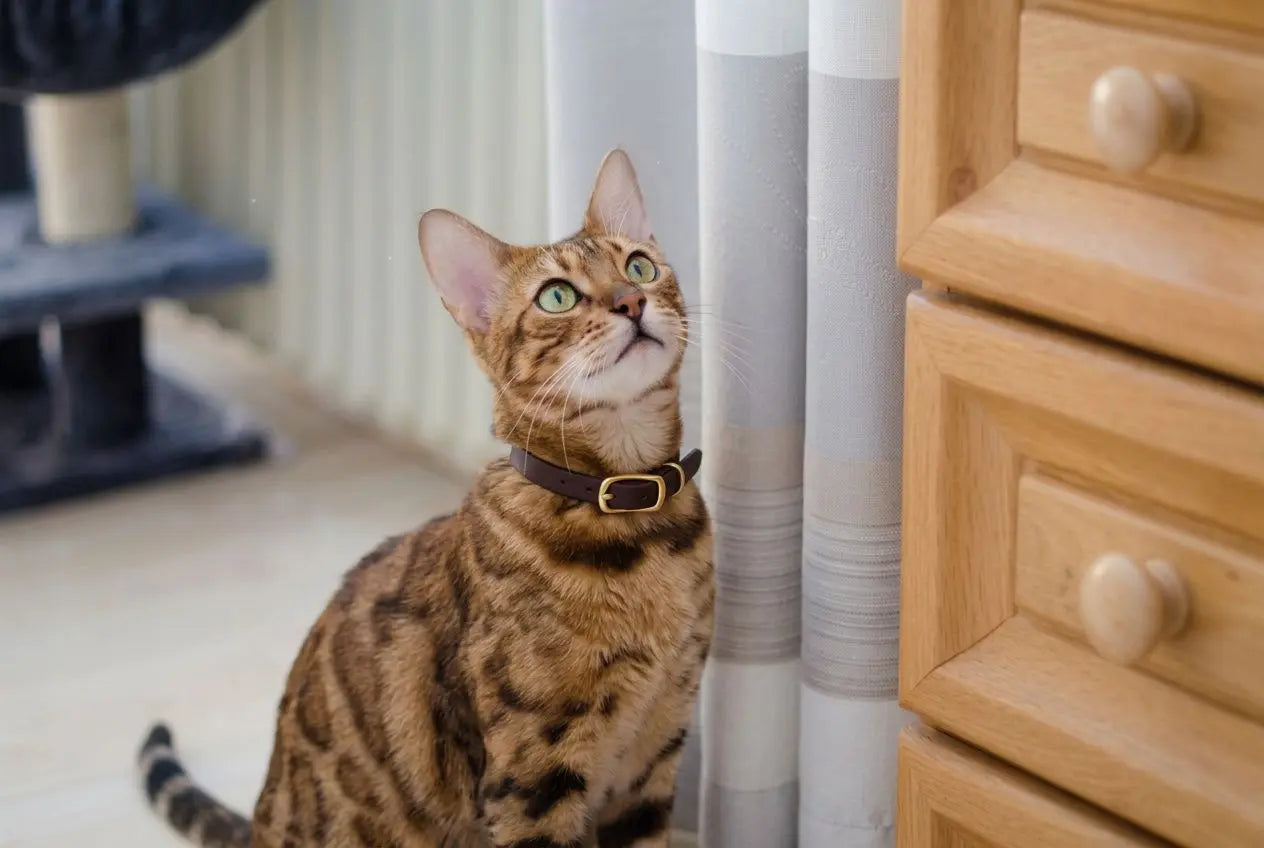 Collier pour chat sans clochette : guide et sécurité
