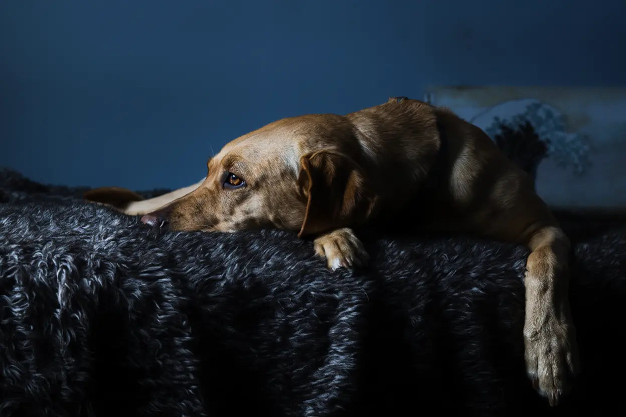 Meilleur anti-stress pour chien : guide naturel et efficace