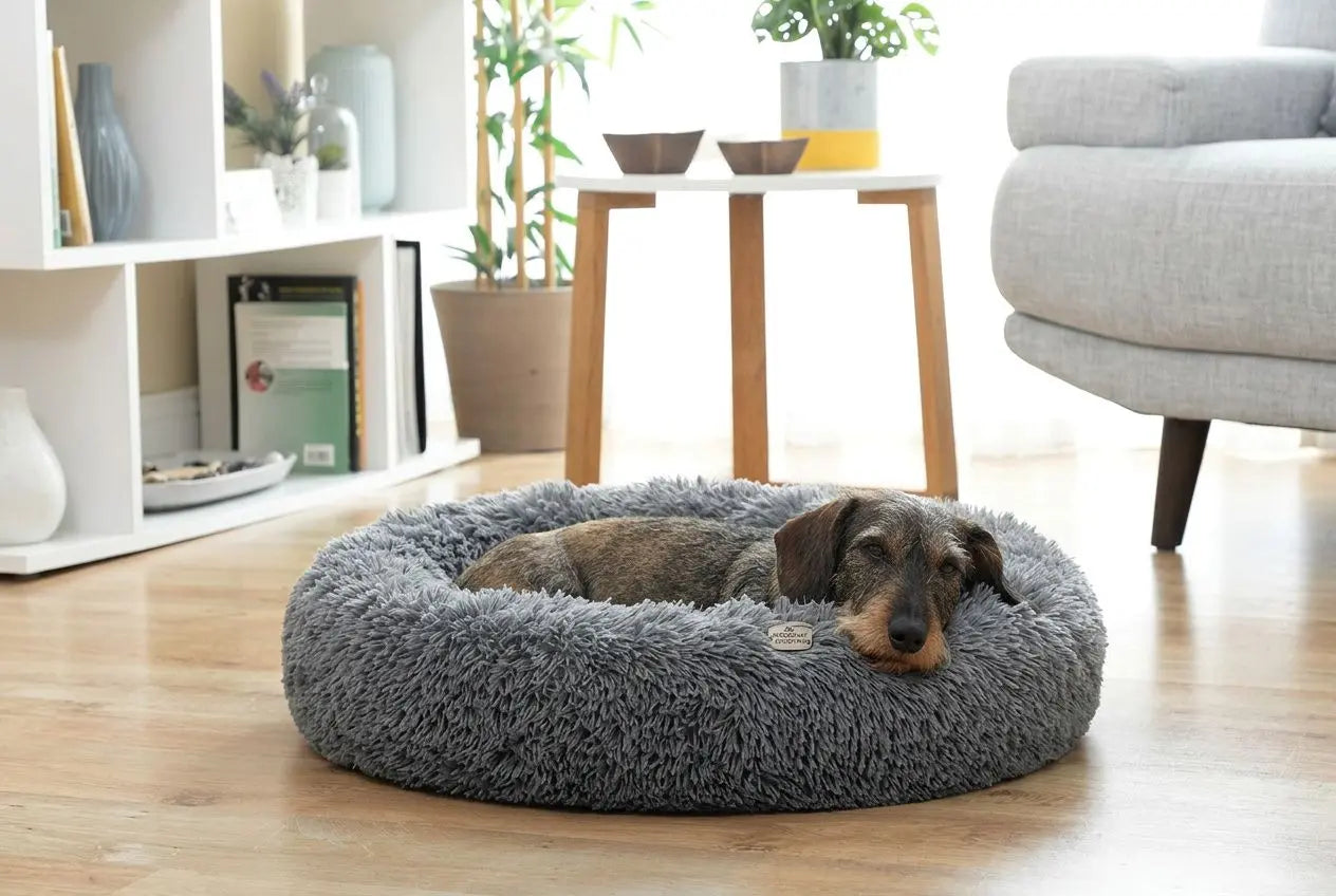 Meilleur couchage pour un chien : guide comparatif 2026