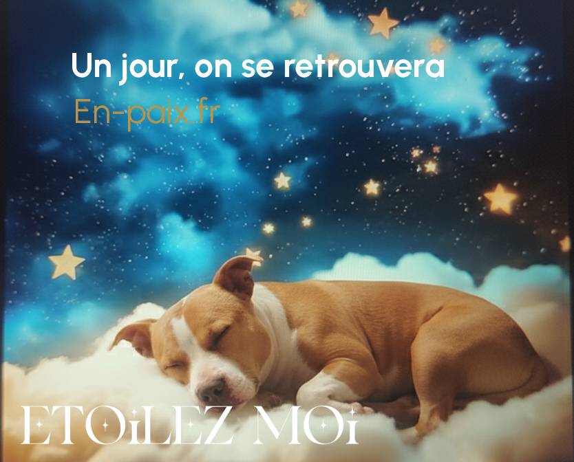 Deuil animalier : Accompagner la perte et retrouver la paix | En-Paix