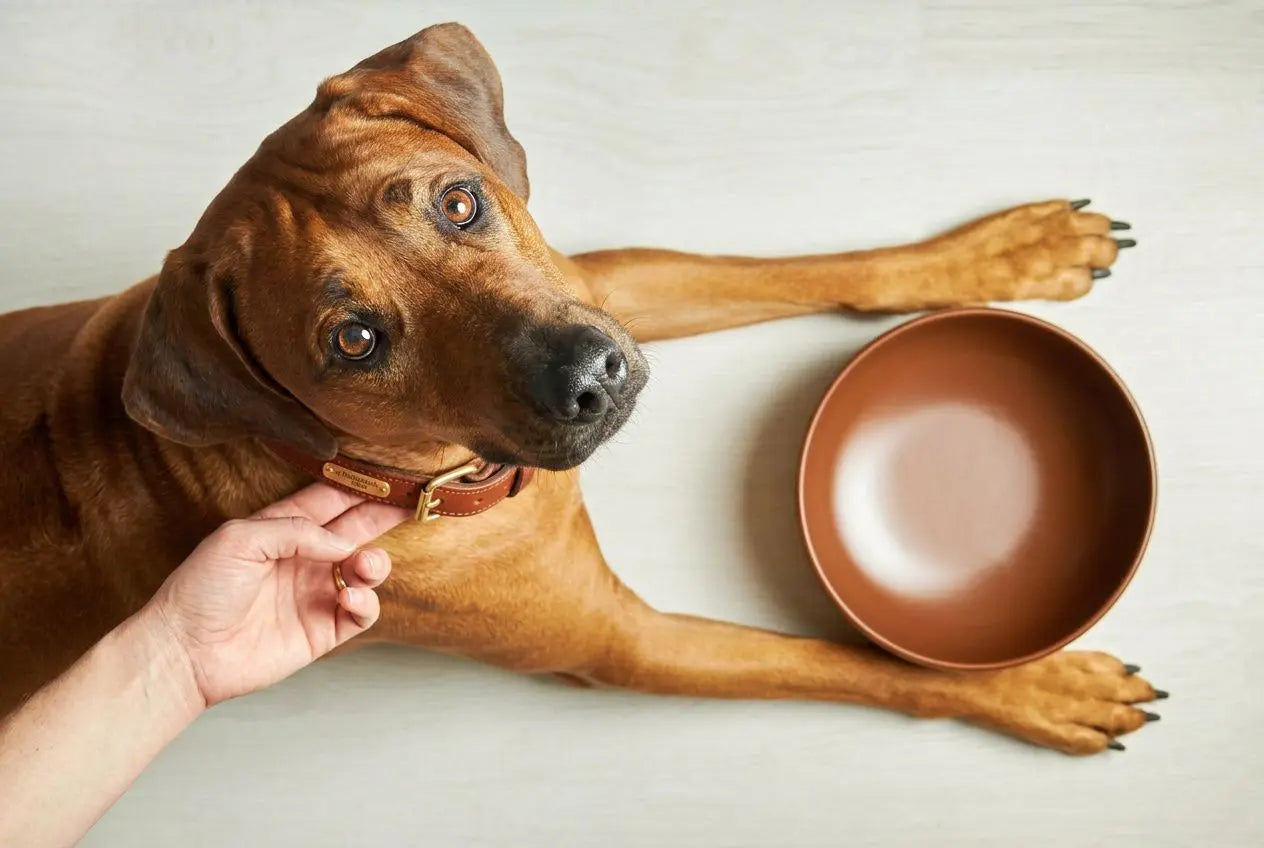 Comment ajuster le collier de votre chien : réglage parfait