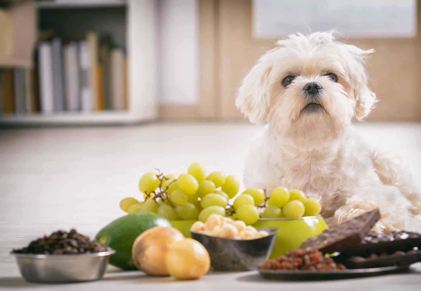 Aliments Toxiques pour les Chiens et les Chats : Ce Qu'il Faut Savoir - Oscar et Plume