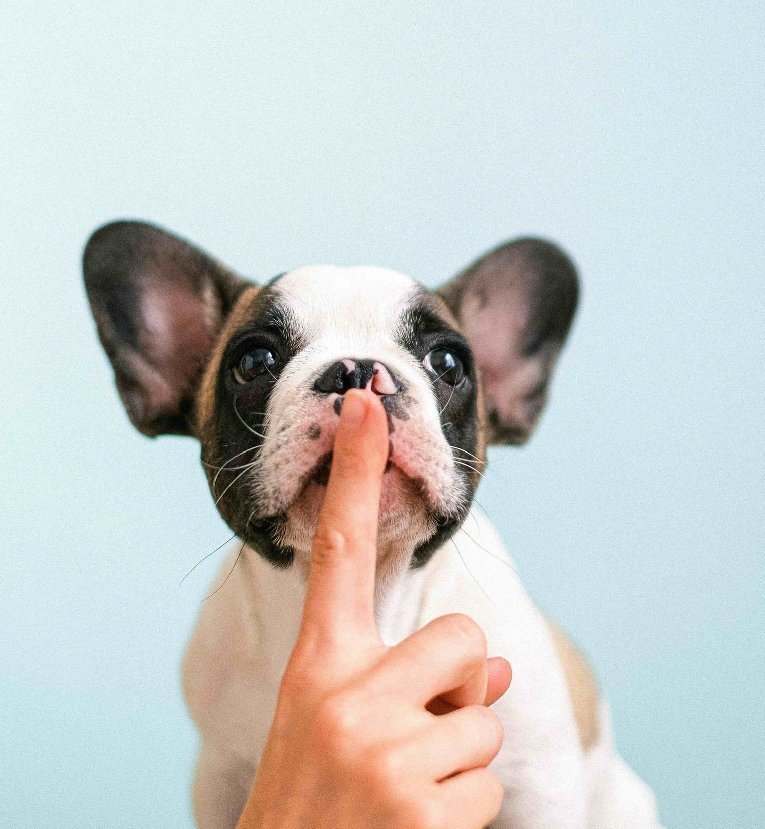 Apprendre à son chien à ne pas aboyer - Oscar et Plume