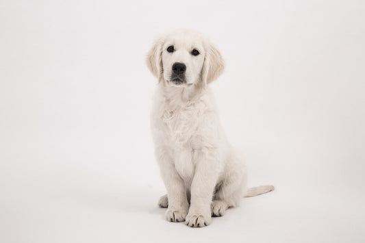 Apprendre à son chien à s'asseoir - Oscar et Plume