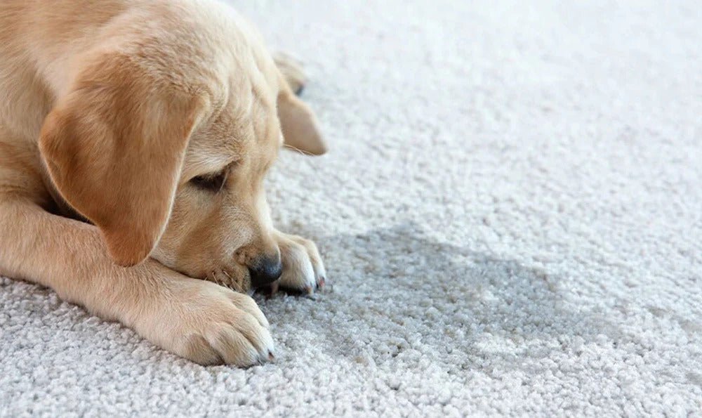 Apprendre à son chiot la propreté - Oscar et Plume