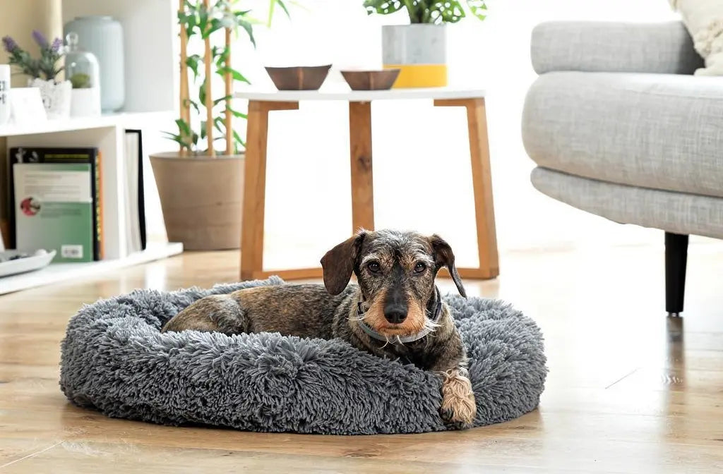 Meilleur couchage pour un chien arthrosique : guide comparatif