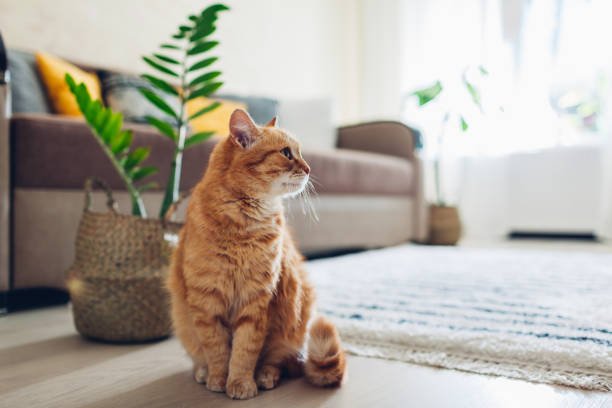 Comment rendre un chat heureux vivant en appartement ? - Oscar et Plume