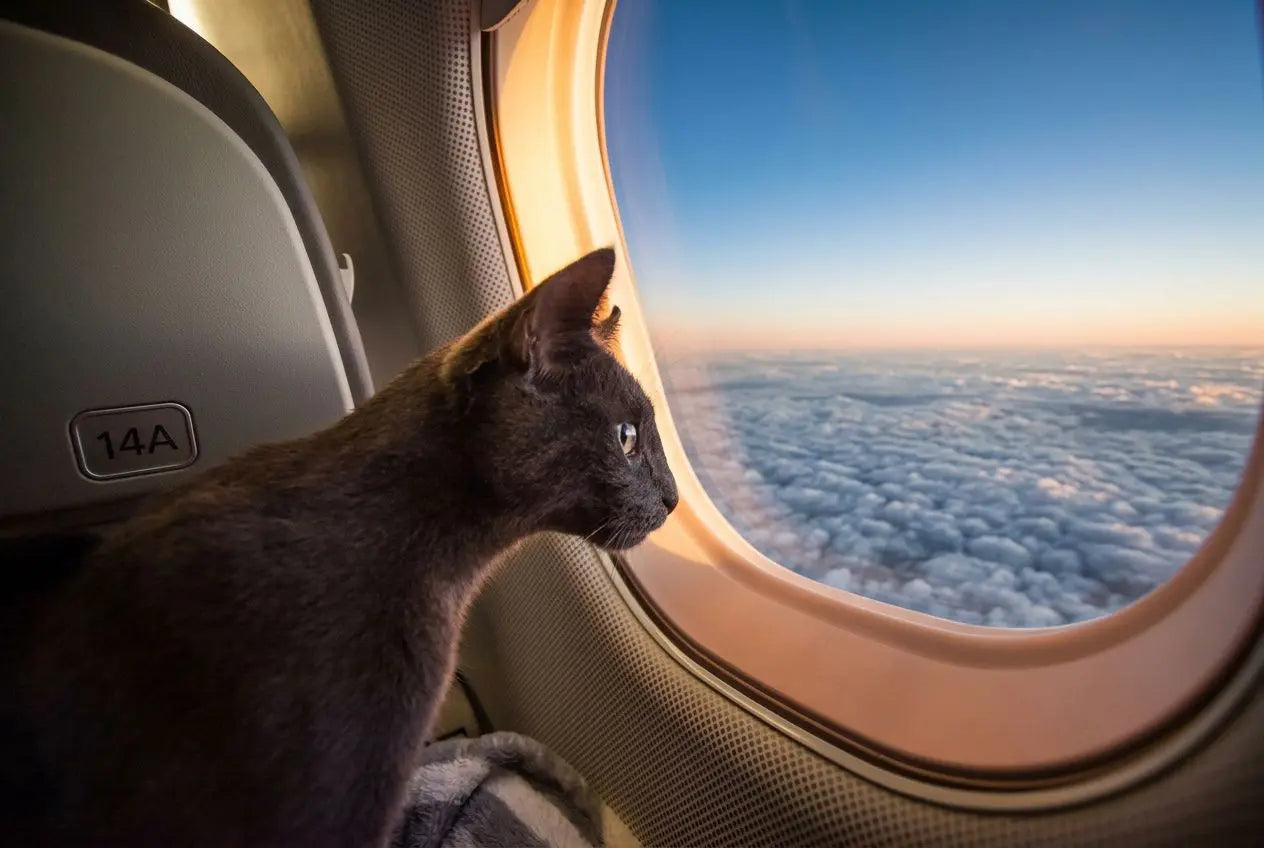 Meilleur moyen de transporter son chat en toute sécurité