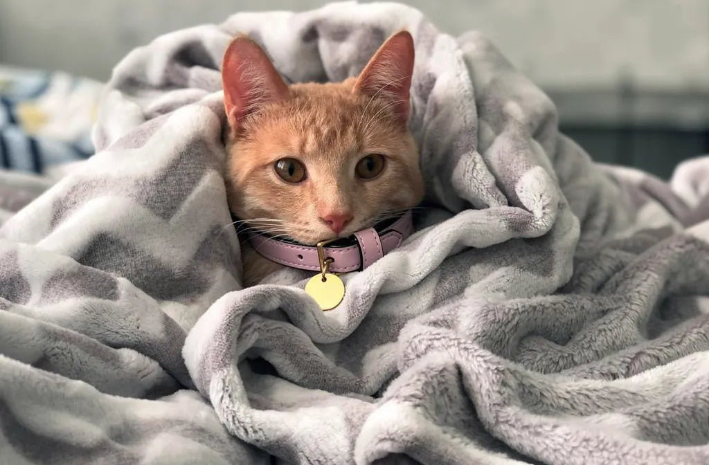 Collier pour chat de luxe : les plus beaux colliers pour chats
