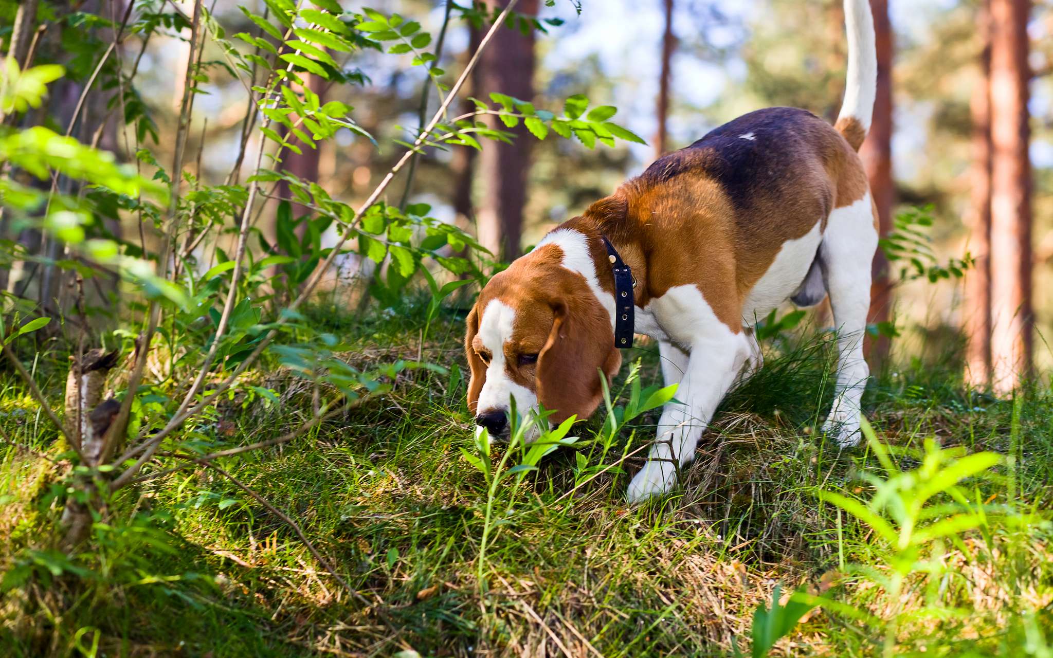 Un beagle explorant un sous-bois avec des plantes, mettant en avant le danger chenilles processionnaires.