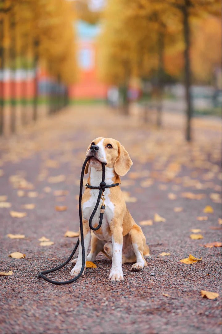 Un beagle assis sur un chemin avec un collier et une laisse, mettant en avant des accessoires pour chiens design