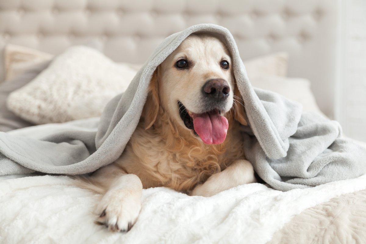 Chien Golden Retriever sous une couverture, prêt pour l'hiver avec des vêtements pour chiens en hiver