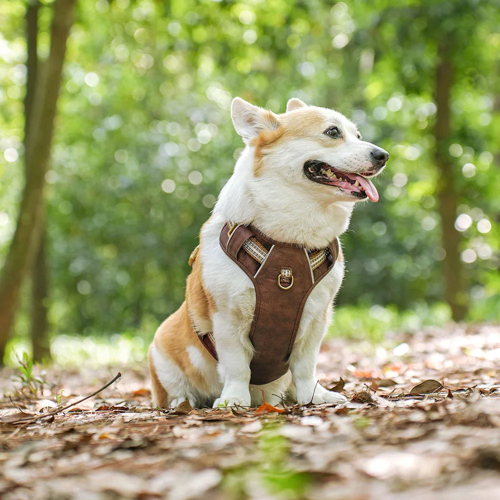 Arnés cómodo para perros de todos los tamaños