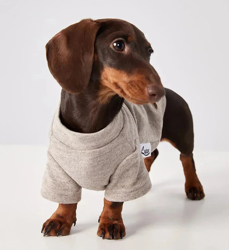 Ropa y Calzado Elegante para Perros
