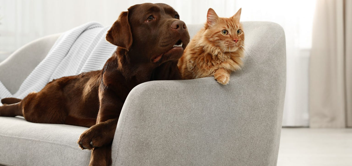 chat et chien qui se repose dans le canapé