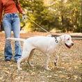 Charger l'image dans la visionneuse de la galerie, Ensemble Collier, laisse et distributeur de sac pour chien Oscar et Plume
