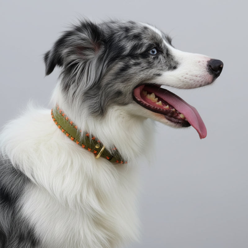 Collier En Cuir Avec Piqures Pour Chien