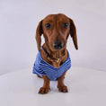 Carica l'immagine nel visualizzatore della galleria, T Shirt Rayé Manches Courtes Pour Chien Teckel
