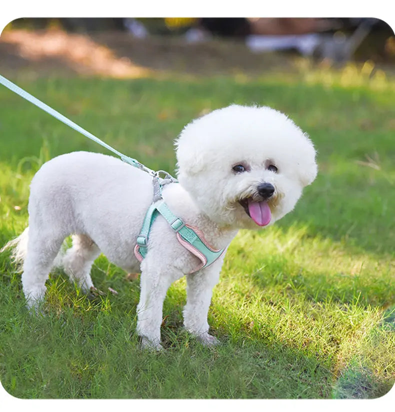 Ensemble Harnais et Laisse  pour chien et chiot