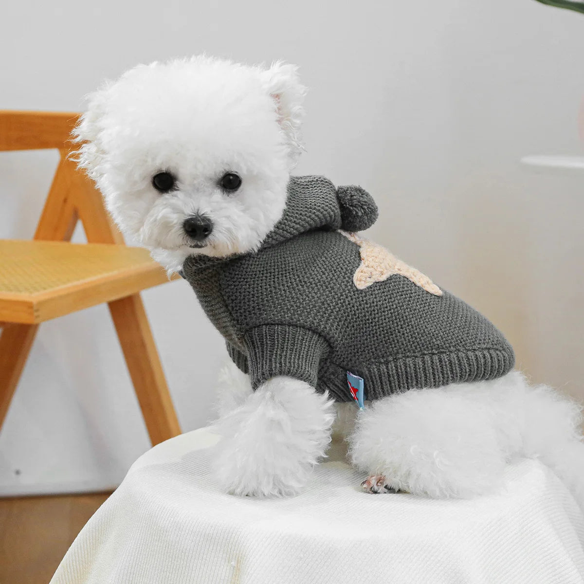 Chien blanc en pull à capuche gris foncé avec étoile de mer beige, vêtement automnal pour chiens et chats.