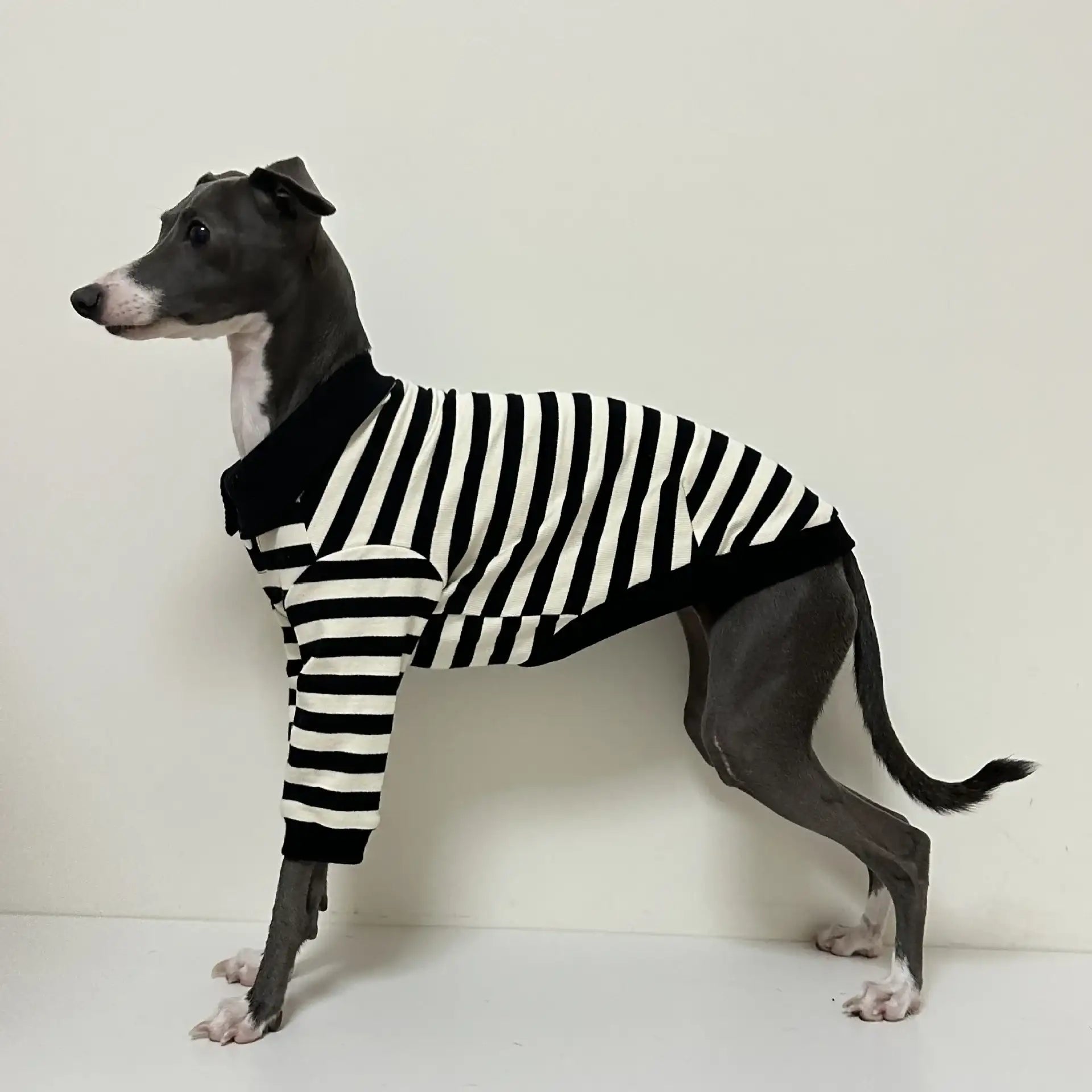 Polo En Coton Rayé Pour Lévrier Et Whippet