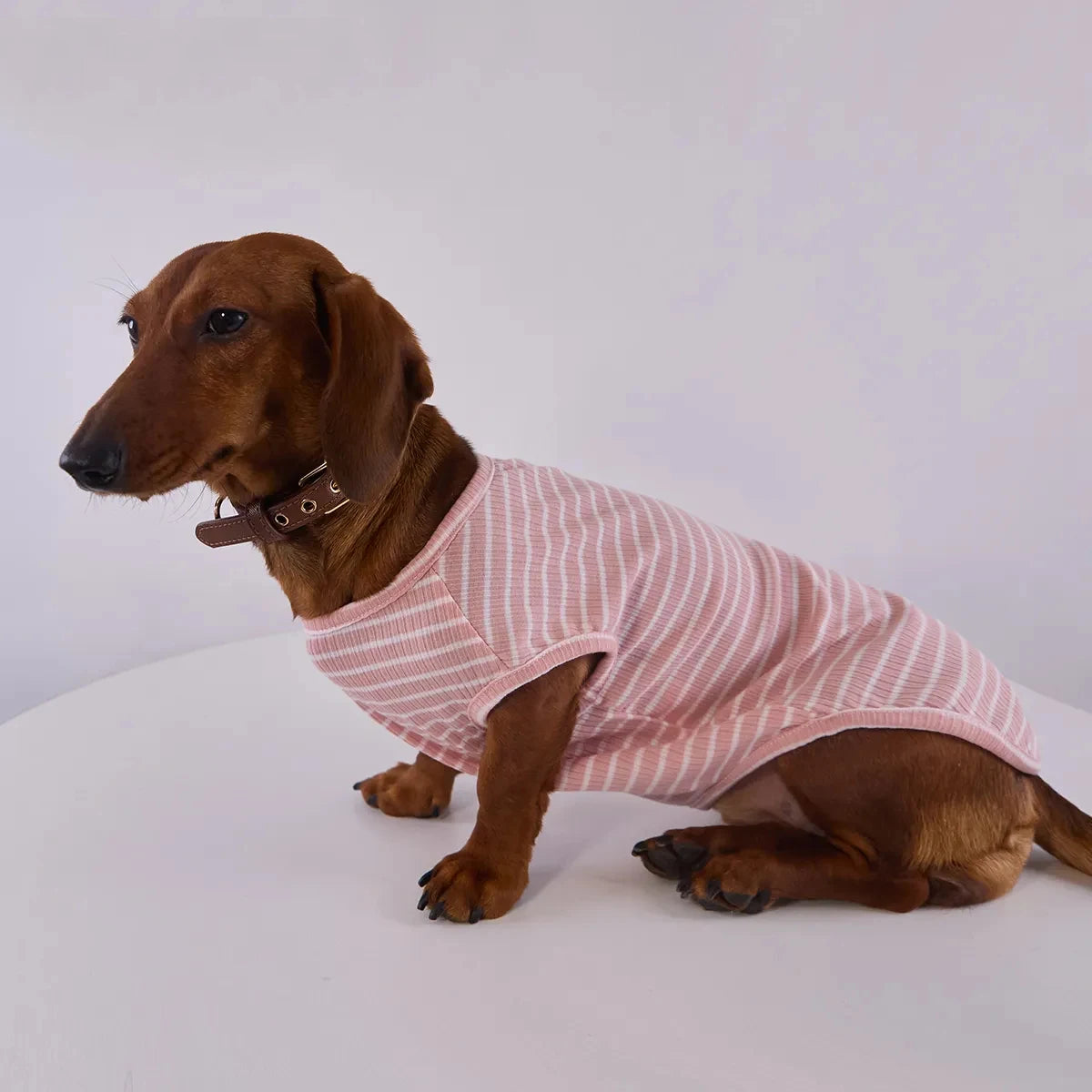 T Shirt Rayé Manches Courtes Pour Chien Teckel