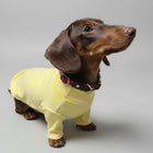 Sweat Rayé Elégant Pour Chien Teckel