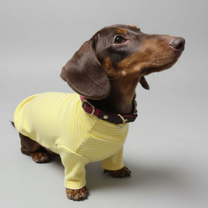 Sweat Rayé Elégant Pour Chien Teckel