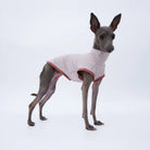 T-Shirt Respirant Pour Lévrier