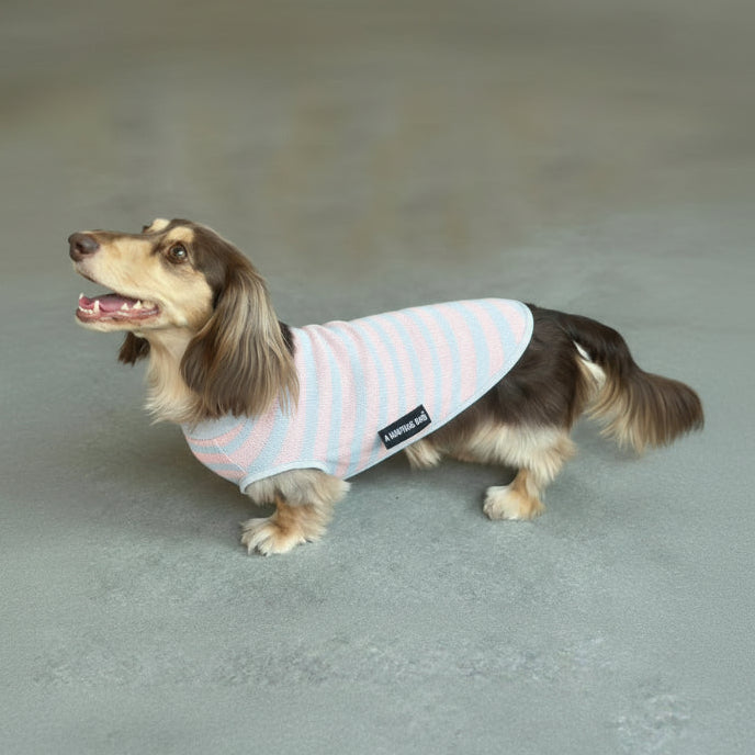 T-shirt anti UV pour teckel à rayures pour une protection solaire élégante