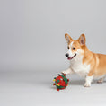 Load image into Gallery viewer, Un chien de race Corgi jouant avec une balle de Noël pour chien colorée en rouge et vert.

