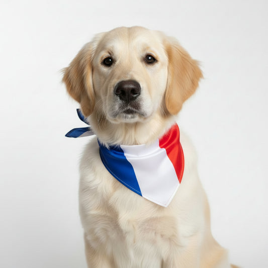 Chien doré portant un bandana pour chien aux couleurs bleu, blanc et rouge, parfait pour des occasions festives