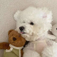 Charger l'image dans la visionneuse de la galerie, Petit chien blanc portant un body dentelle pour chien beige avec ourlets en dentelle posé à côté d'un ours en peluche
