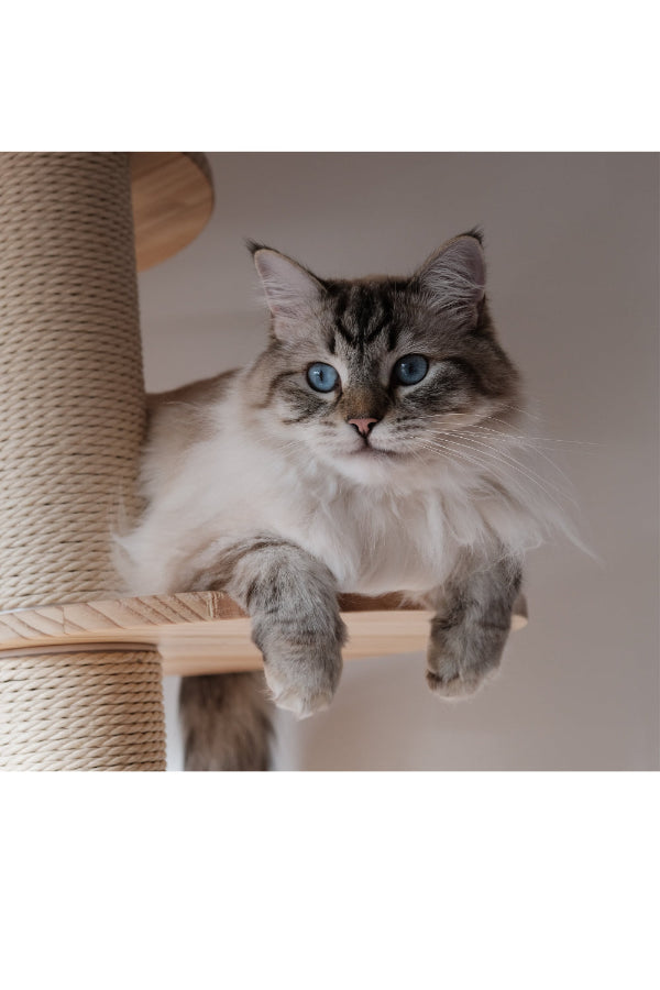 chat qui se repose sur un arbre à chat