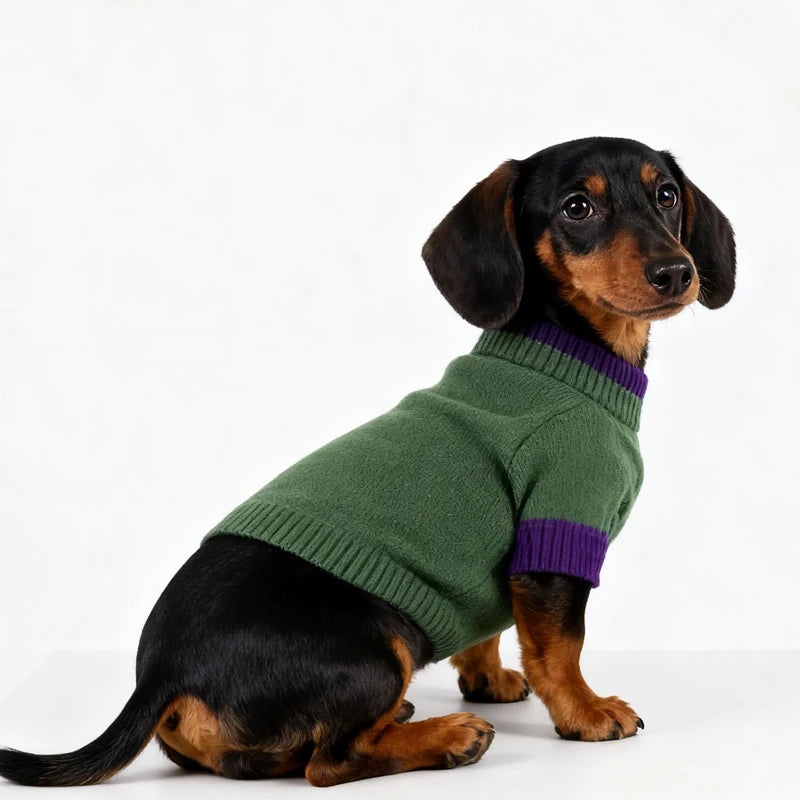 Pull chaud pour teckel en vert avec col violet, idéal pour garder votre chien au chaud