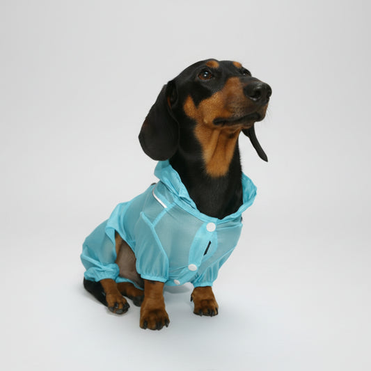 Chemise été pour chien teckel en bleu clair avec capuche et boutons pour un look élégant