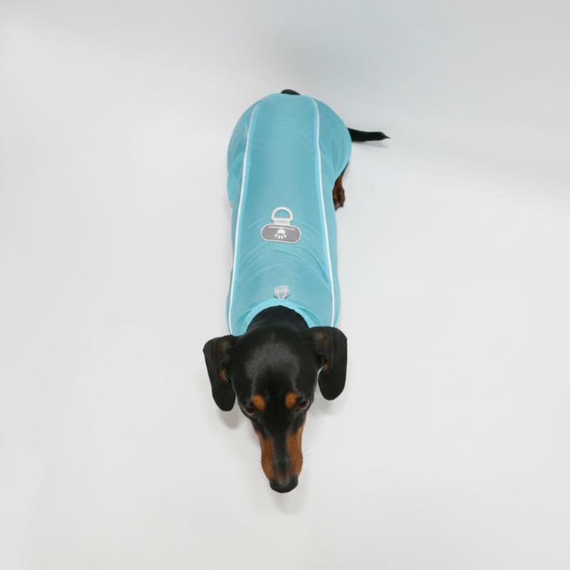 Chien teckel portant une chemise été pour chien teckel de couleur bleue, parfait pour les journées chaudes.
