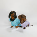 Load image into Gallery viewer, Chiens teckels en chemise été pour chien teckel colorée, assis sur fond blanc
