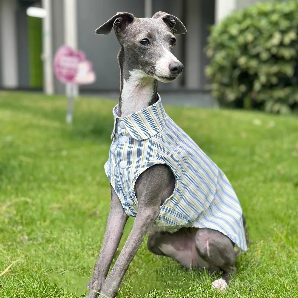 Chemise pour lévrier et whippet Oscar et Plume Taille 1