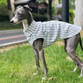 Charger l'image dans la visionneuse de la galerie, Chemise pour lévrier et whippet Oscar et Plume Taille 1
