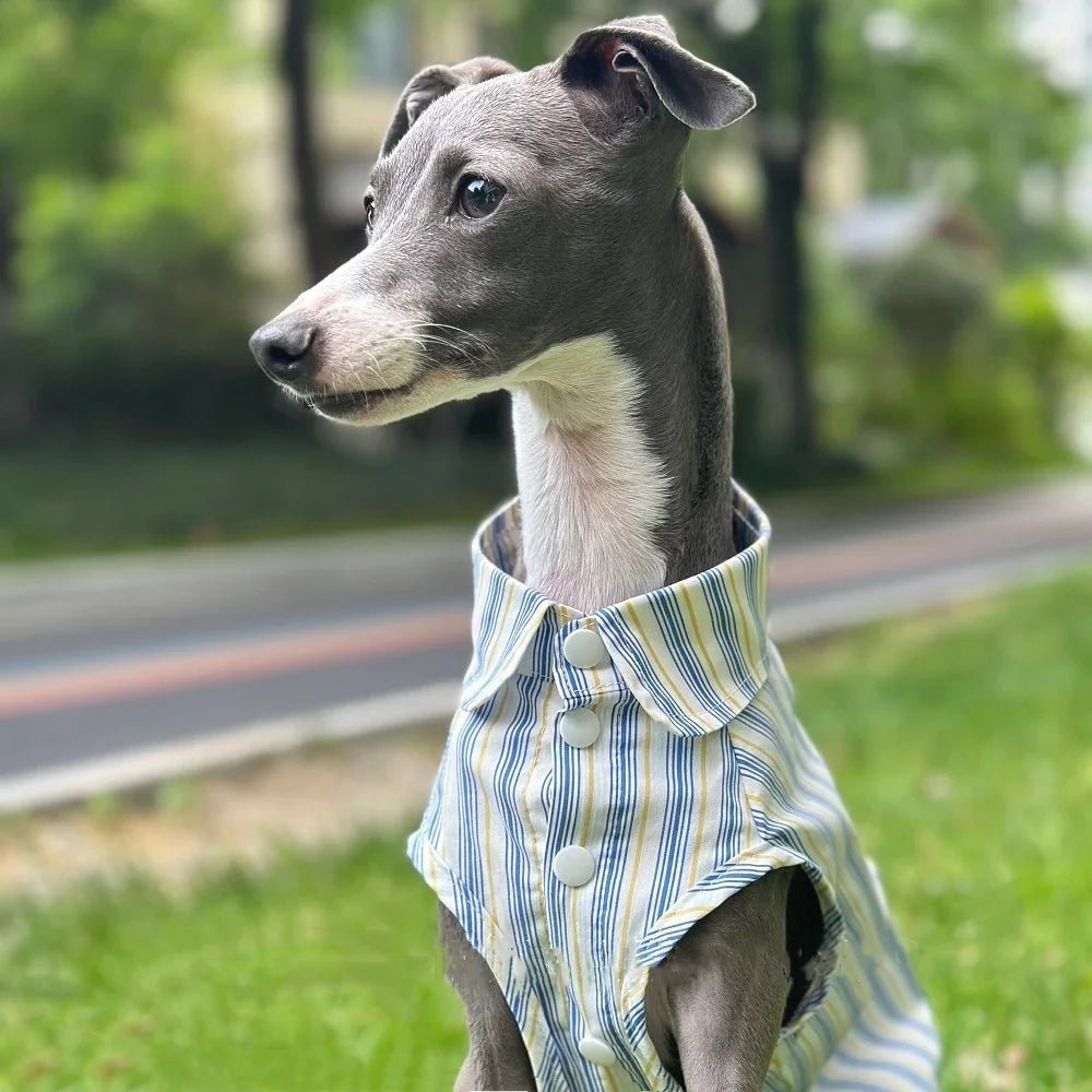 Chemise pour lévrier et whippet Oscar et Plume Taille 1