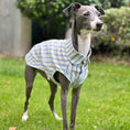 Load image into Gallery viewer, Chemise pour lévrier et whippet Oscar et Plume Taille 1
