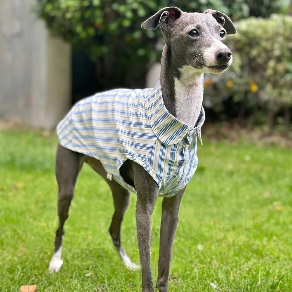 Chemise pour lévrier et whippet Oscar et Plume Taille 1