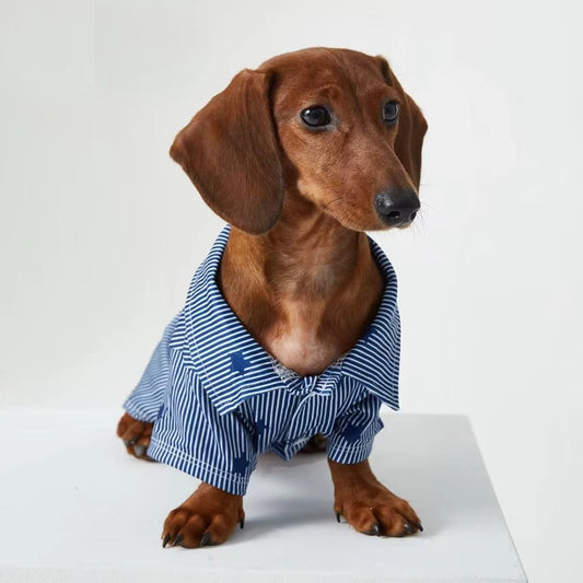 Chemise pour teckel en bleu avec rayures blanches, parfaite pour habiller votre petit compagnon