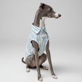 Charger l'image dans la visionneuse de la galerie, Chien whippet portant une chemise pour whippet rayée bleue et blanche assis sur l'herbe
